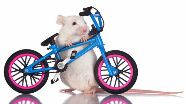 Mice work: Research shows exercise improves a mouse's memory.