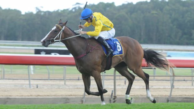 Peter Robl rides Assail in the Wyong 2YO Magic Millions on Thursday.