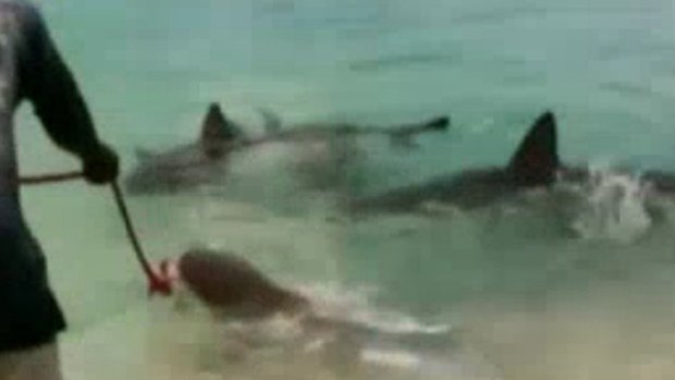 Family snaps ... The reef sharks are fed in shallow water in the home video, which also shows the family swimming near them.