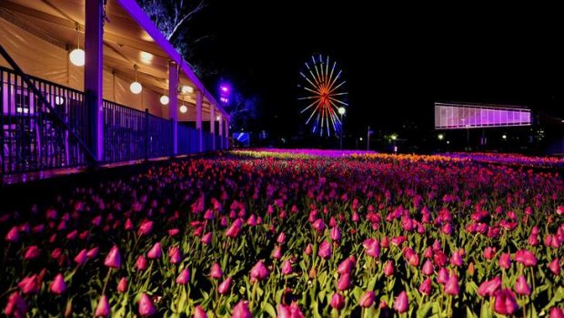 Floriade Nightfest topped the Like Canberra list.