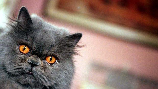 Iran's plan to send a Persian cat into space prompted an outcry from animal rights groups.