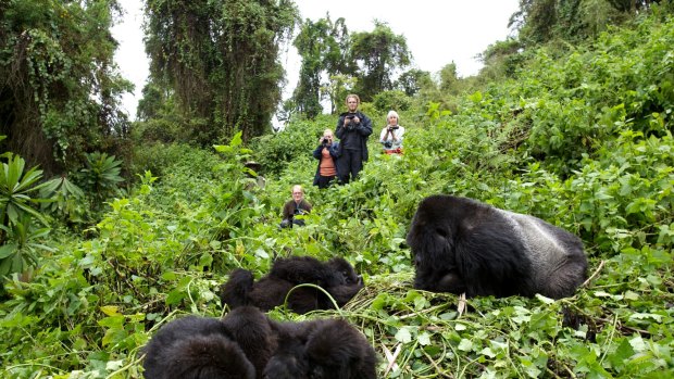 Tourists watching mountain gorillas, Rwanda.