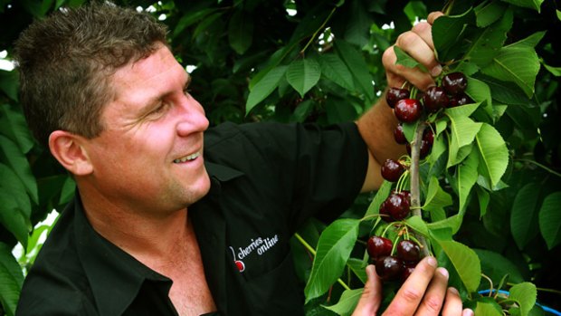Adam Gaudion inspects the  cherries on his Alexandra farm. Mr Gaudion's cherries are sought after around the world.