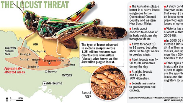 Locust threat
