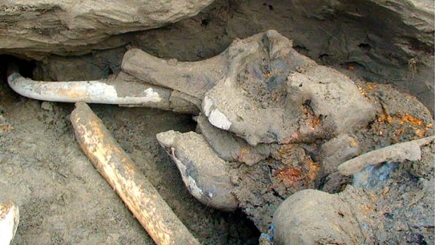 Boy's own adventure ... the carcass of a mammoth that was discovered by an 11-year-old.