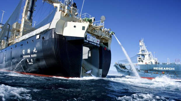 A Japanese harpoon ship offloads a whale to the larger Nisshin Maru abattoir ship in 2013.