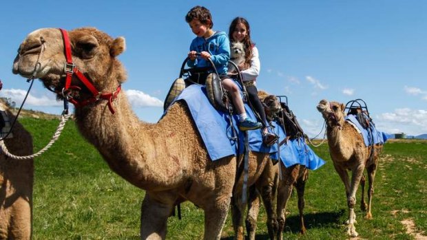 Camel rides will be on offer at the National Arboretum.