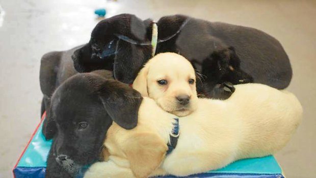 Puppies at the unveiling of Seeing Eye Dogs Australia’s $8 million Kennel and Puppy Centre in Kensington.