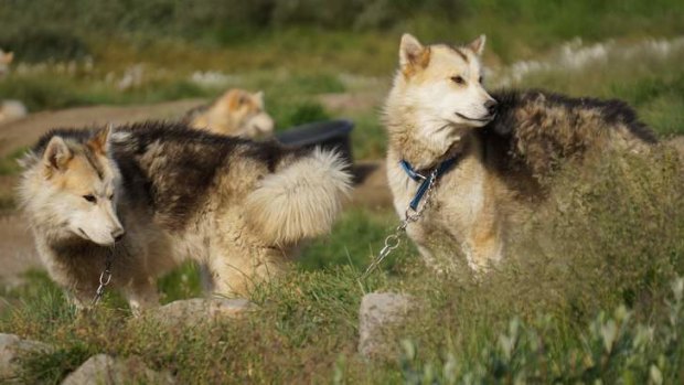 Native Greendlandic hounds are larger and more fierce than their Alaskan counterparts.