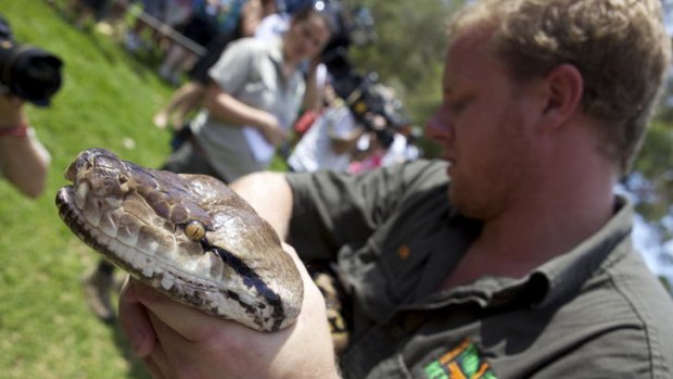 Reticulated python Atomic Betty during her annual weigh-in.