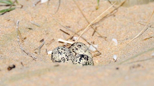 A clutch of eggs on the sand.