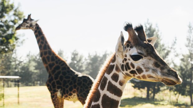 Spot the difference: giraffes pictured at the National Zoo and Aquarium in Canberra.