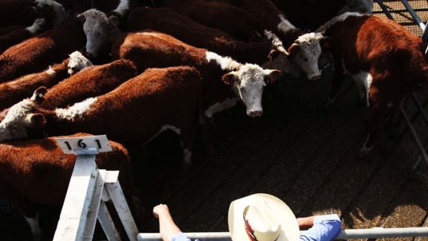 No sale ... Indonesia's boycott is hurting Australian cattle producers.