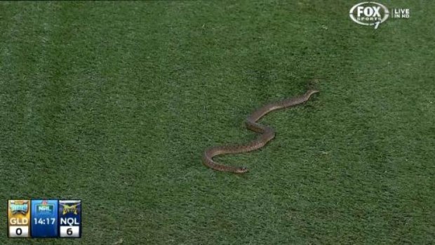 Snake on the field at Robina during the Gold Coast vs North Queensland NRL game