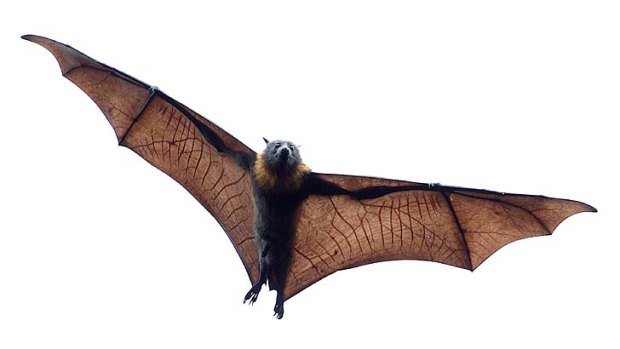 Hanging out: ''Bats are social animals, they get together and they talk,'' Tim Pearson says.