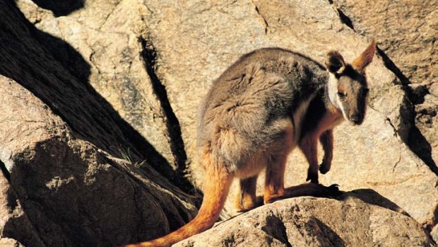 A yellow-footed rock wallaby.