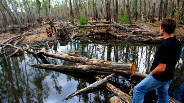 Peter Cooper of the Wilderness Society in an area of stressed red gum forest near Deniliquin ... the society says the area is being logged illegally.