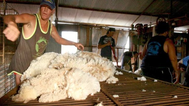 Shearing drought ... one of Australia's most iconic trades has fallen victim to the lures of the lucrative resources industry.