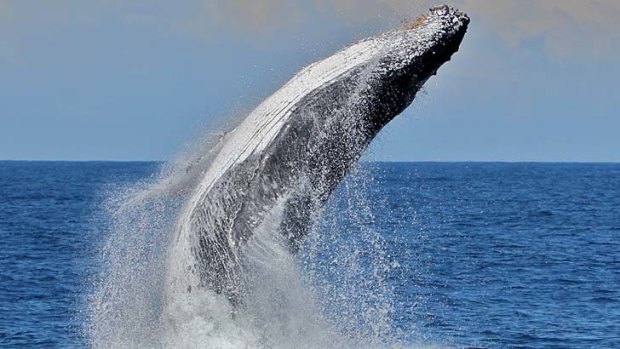 Approval was given after environmental factors including impacts to whales were considered.