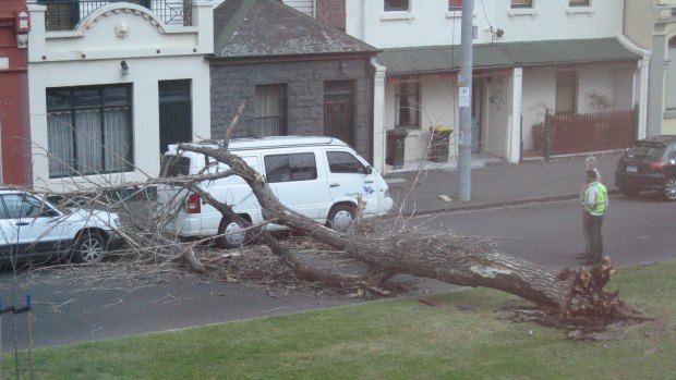 Strong winds toppled this tree in Drummond St, Carlton today. Picture:  Age reader Natasha Morgan.