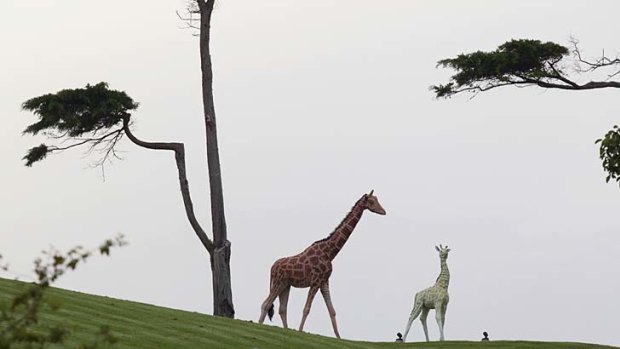 Giraffe sculpures stand in the grounds of the Dotcom Mansion.