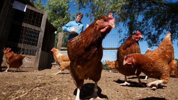 Lynda Holly on her property in Victoria with her 'frontline' chickens which are blood tested weekly for mosquito-borne diseases. This is the same practice being used by researchers in WA.