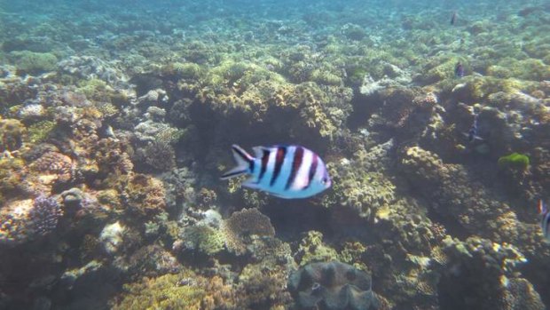 The Great Barrier Reef is under threat from planned expansions of coal ports along the north Queensland coast.