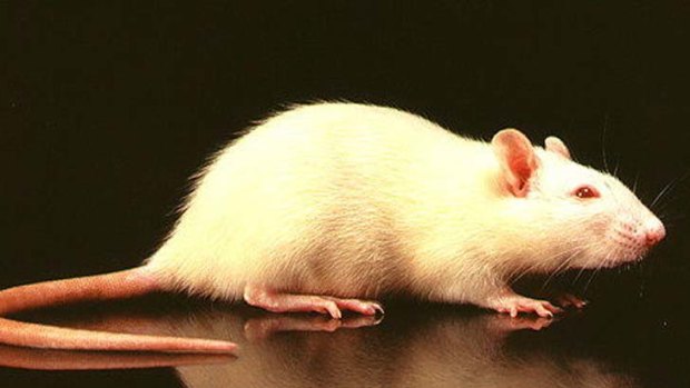 Rats 'lit up' when given the drug.