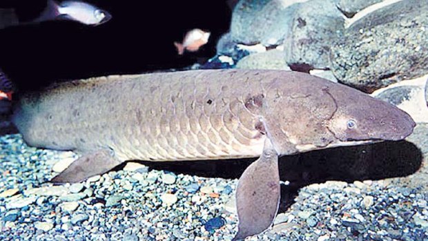 The Australian lungfish.