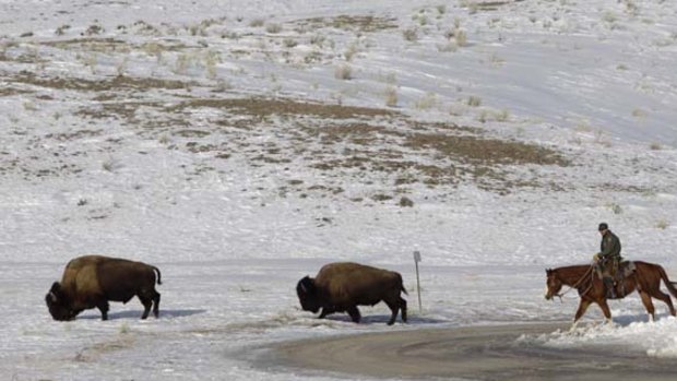 A National Parks Service   rider moves bison  from one location to another just inside Yellowstone National Park.