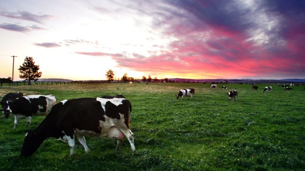 World milk prices have softened in past months as New Zealand, Europe and US recover from drier weather in the previous year.