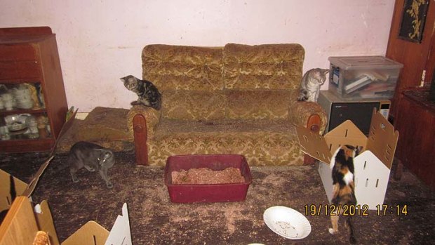 Cats roaming freely in a room of the Maylands home.