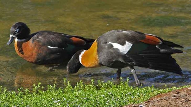 Mountain ducks pair for life and return to the same nesting site for year after year.