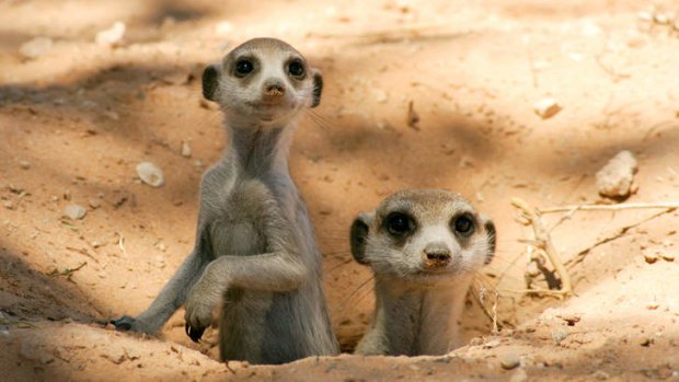 A pair of meerkats keep watch.