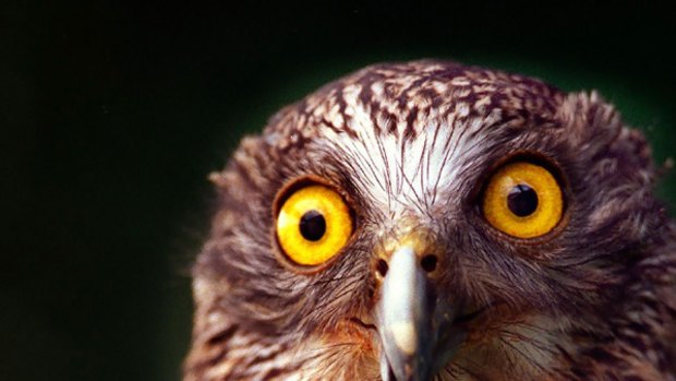 The Powerful Owl, a threatened species.