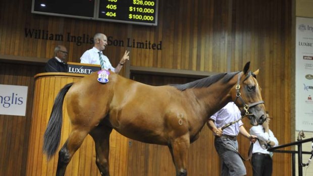 Sales-topper &#8230; this colt by Fastnet Rock from Bellevue Lady made $500,000 and set a Victorian record for a thoroughbred yearling.