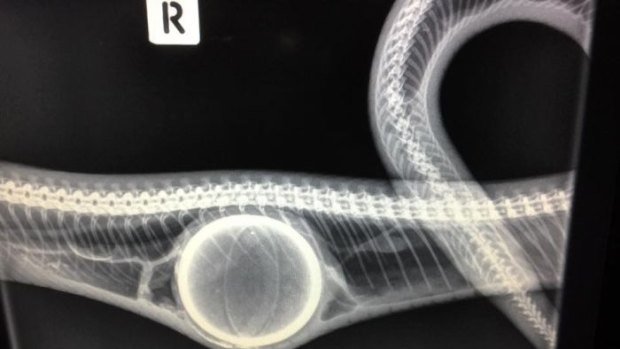The carpet python was X-rayed to confrim Trish Predergast's suspicions that the mystery lump was a tennis ball.