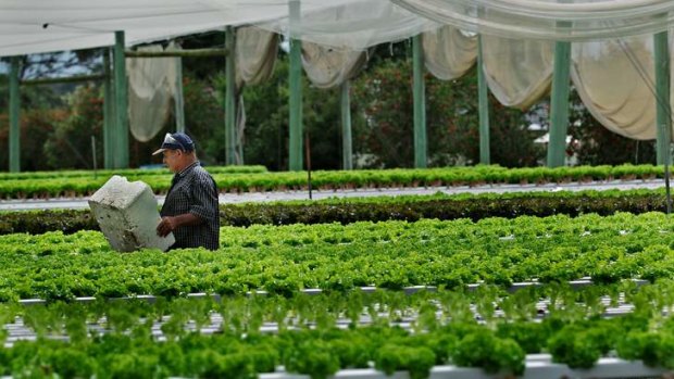 Lettuce farmer Paul Manicaro, of Leppington, is upset about the development of a train line next to his property and an airport at Badgerys Creek.