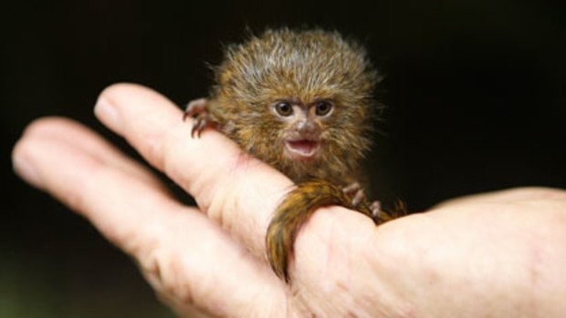 Delight the hand that feeds you ... five-week-old pygmy marmoset Ebe.
