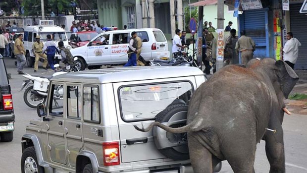 Chaos... an elephant, with a tranquiliser dart in its side, brushes past a car.