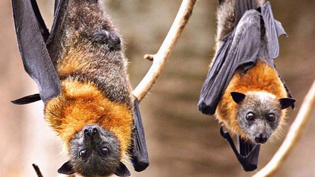 What to do about flying foxes?