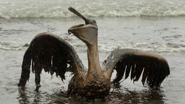A pelican mired in oil from BP's Gulf of Mexico spill.