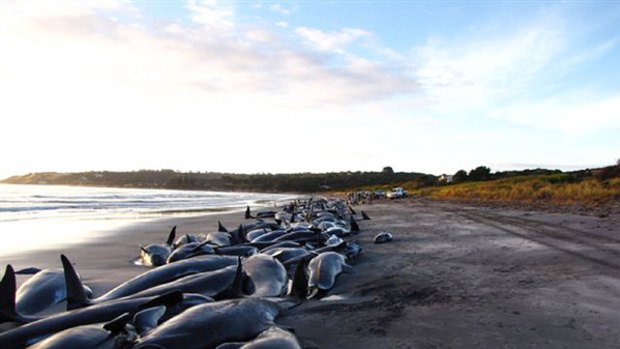 Some of the whales and dolphins that beached themselves on King Island.