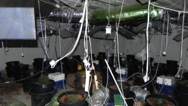 Police found an elaborate cannabis growhouse in an underground chamber in the Macgregor house.
