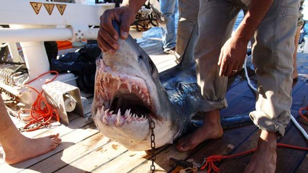 Caught ... a shark believed to have attacked tourists.