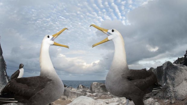 Waved albatross mating ritual.