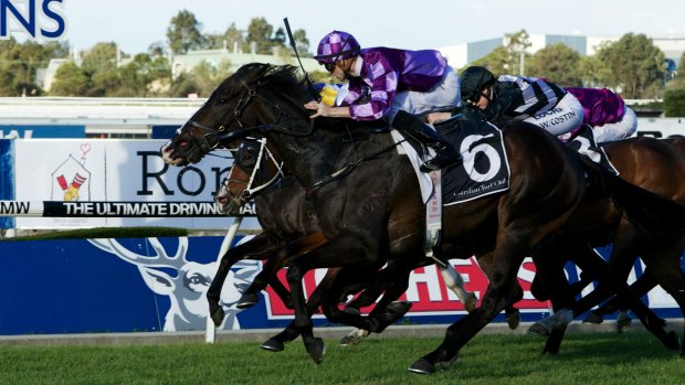 Test of timing: Scream Machine will tackle the Villiers at Randwick on Saturday.