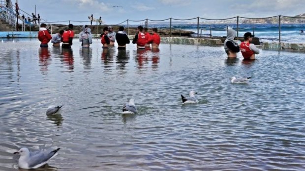 Swans and seagulls: Sydney players ice their legs at Bondi rock pool on Monday following their win over the Suns on Sunday.