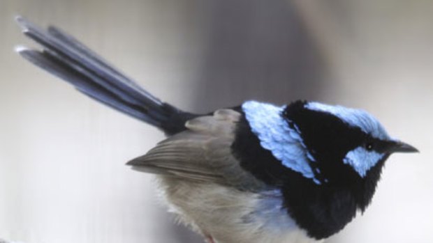 Courting death ... the male fairy-wren takes advantage of its predator to stage some of its most successful seductions.