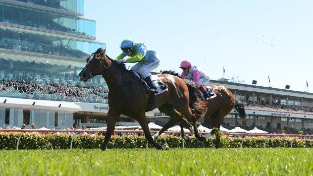 One for the girls: Oakleigh Girl, pictured here scoring on Melbourne Cup day in 2013, ran second in last year's Magic Millions 2YO Classic.